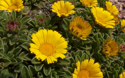 Pallenis maritima (=Asteriscus maritimus) / Asterisco marittimo